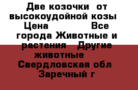 Две козочки  от высокоудойной козы › Цена ­ 20 000 - Все города Животные и растения » Другие животные   . Свердловская обл.,Заречный г.